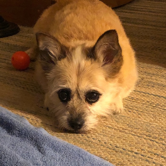 Meet your Posher, Lisa - Picture 4 of 8